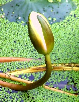 Budding Lotus